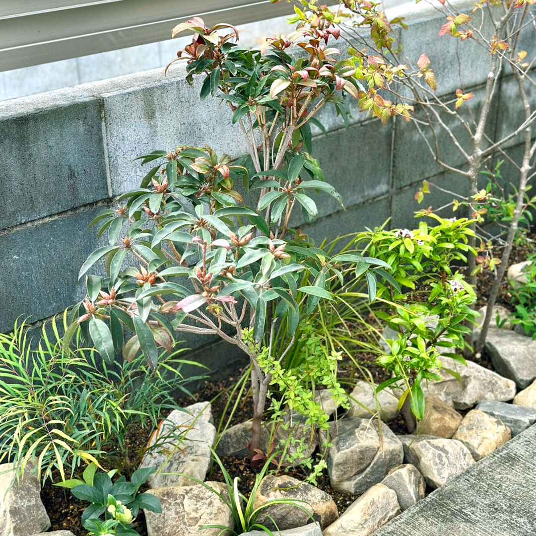 新築戸建ての植栽スペース